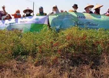 Harga Cabai Turun, Lazismu dan Aisyiyah Borong 1 Ton Cabai Dari Petani