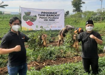 Program Tani Bangkit Lazismu Hasilkan 13,5 Ton Ubi Jalar