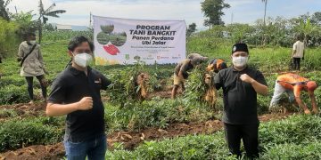 Program Tani Bangkit Lazismu Hasilkan 13,5 Ton Ubi Jalar