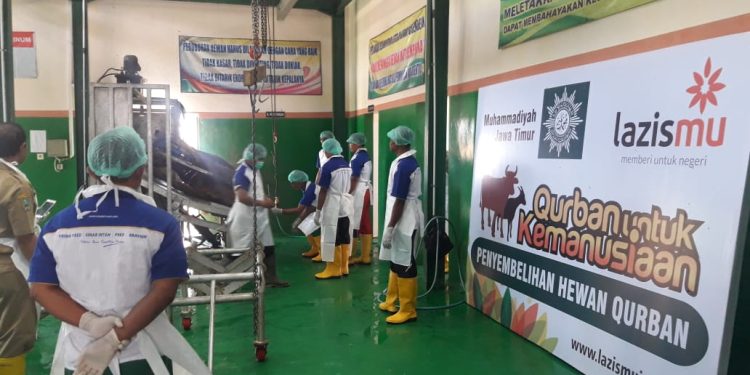 Qurban Melalui Lazismu, Tak Perlu Khawatir PMK