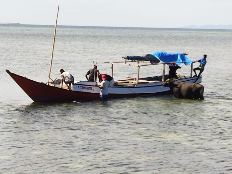 Tempuh Jalur Laut, Lazismu Distribusikan Hewan Qurban
