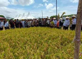 Panen Raya Lazismu Bangkitkan Pemberdayaan Petani