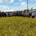 Panen Raya Lazismu Bangkitkan Pemberdayaan Petani