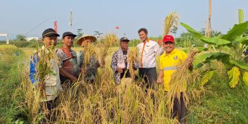 Berdayakan Petani Desa Karangsari, Muhammadiyah Pekalongan Berhasil Panen Padi Organik