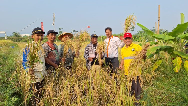 Berdayakan Petani Desa Karangsari, Muhammadiyah Pekalongan Berhasil Panen Padi Organik