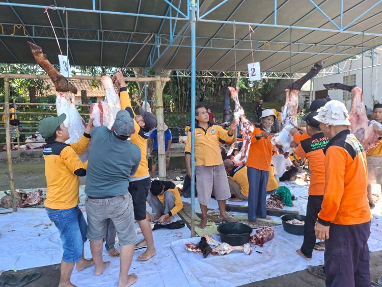 PRM Gunungpring Muntilan Sembelih 77 Hewan Kurban di Idul Adha 1446 H