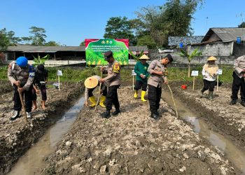 Polsek Muntilan bersama Muhammadiyah Tanam Jagung Dukung Program Ketahanan Pangan Nasional