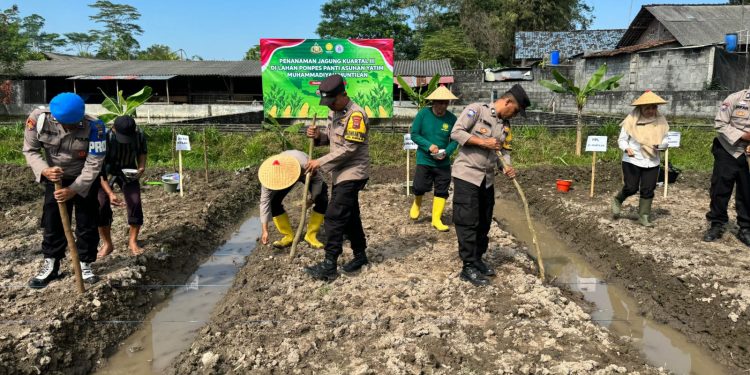 Polsek Muntilan bersama Muhammadiyah Tanam Jagung Dukung Program Ketahanan Pangan Nasional