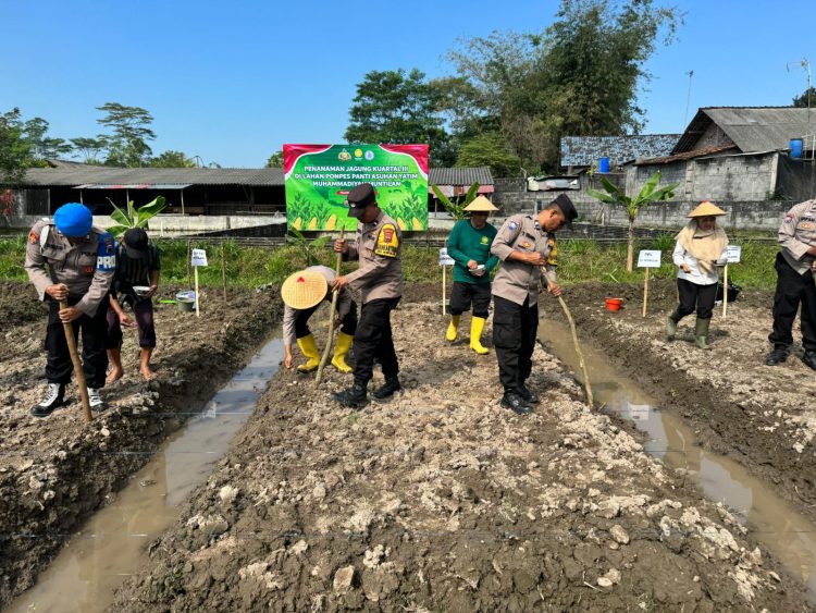 Polsek Muntilan bersama Muhammadiyah Tanam Jagung Dukung Program Ketahanan Pangan Nasional