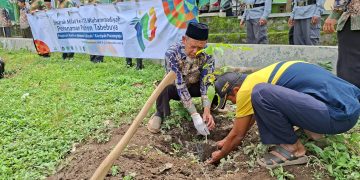 PRM Pucungrejo Peringati Milad Ke-113 Muhammadiyah dengan Aksi Tanam Ratusan Pohon Tabebuya