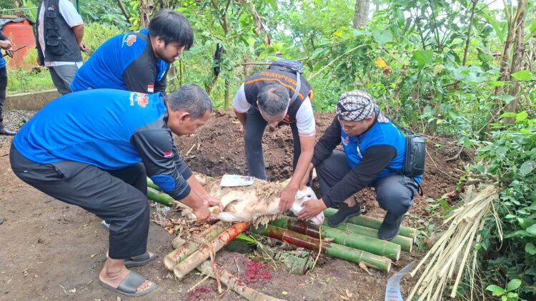 Kurban Menjangkau Pegunungan, PRM dan Lazismu Gunungpring Tebar Kebahagiaan Idul Adha di Dusun Butuh Borobudur