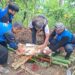 Kurban Menjangkau Pegunungan, PRM dan Lazismu Gunungpring Tebar Kebahagiaan Idul Adha di Dusun Butuh Borobudur