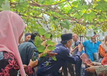 Manfaatkan Pekarangan, JATAM Muntilan Dorong Warga Kembangkan Budidaya Anggur