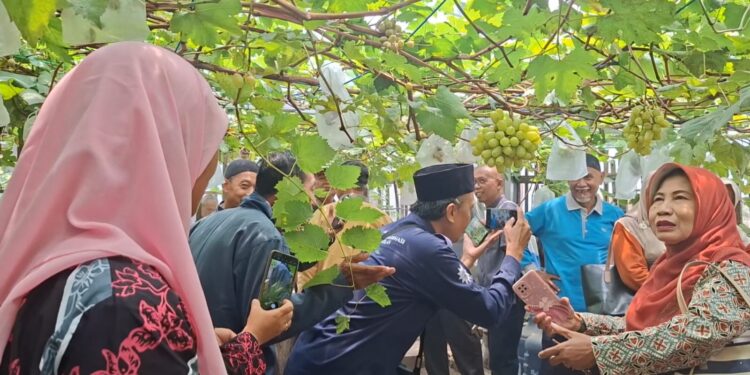 Manfaatkan Pekarangan, JATAM Muntilan Dorong Warga Kembangkan Budidaya Anggur
